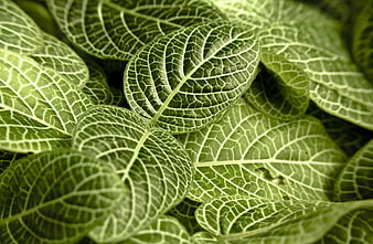 Close-up of Green Nerve Plant Leaves with White Veins