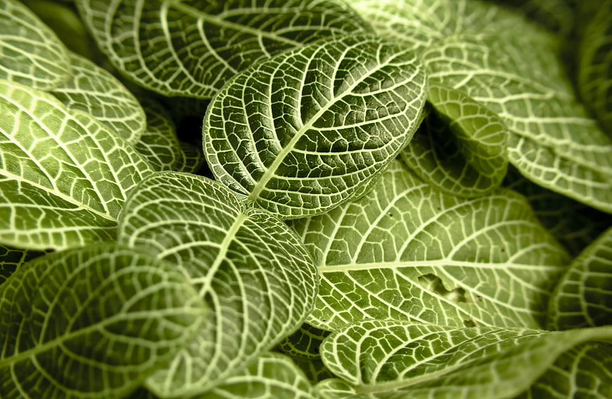 Close-up of Green Nerve Plant Leaves with White Veins