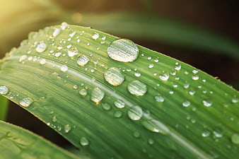 Close-up of green leaf with water droplets and morning dew