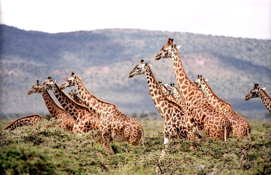 Herd of Giraffes in African Savanna with Mountain Background