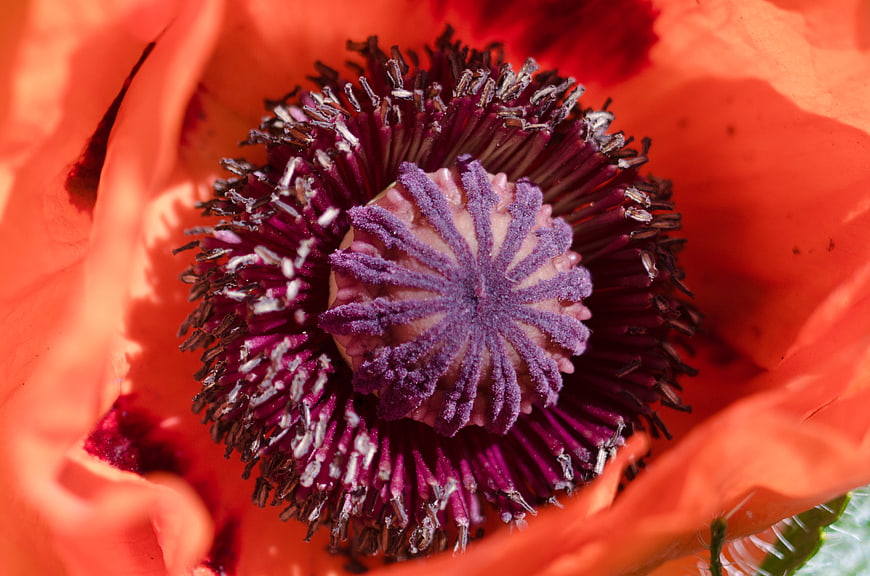 Macro Close-Up of Red Poppy Flower Center