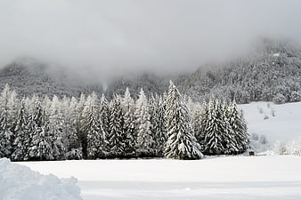Snowy Winter Forest Landscape With Foggy Mountains And Frozen Trees