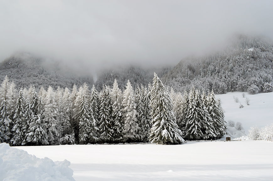 Snowy Winter Forest Landscape With Foggy Mountains And Frozen Trees
