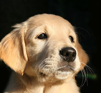 Close-up Portrait of Golden Retriever Puppy on Black Background