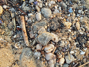 Close-up of pebbles, shells, and driftwood on sandy beach