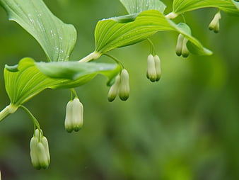 Close-up of Solomon's Seal Plant with Green Buds and Leaves