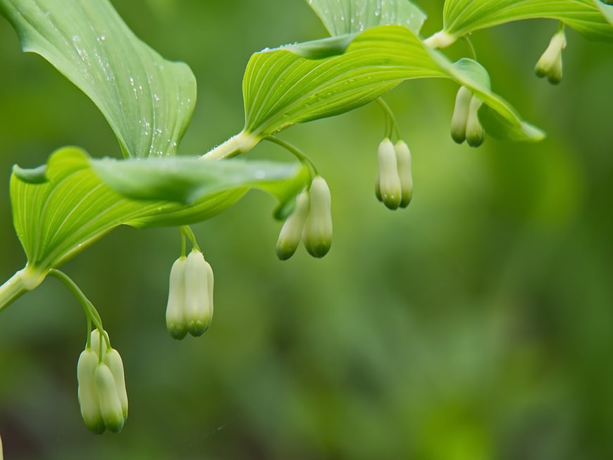 Close-up of Solomon's Seal Plant with Green Buds and Leaves