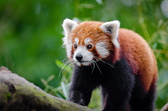 Cute Red Panda Walking on a Tree Branch