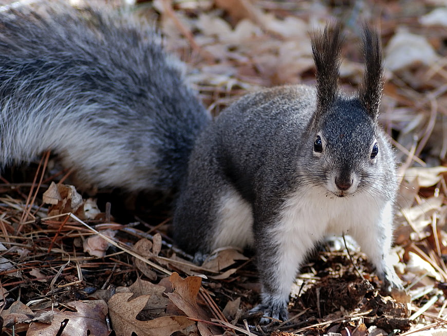 Close-up of a gray squirrel on autumn leaves