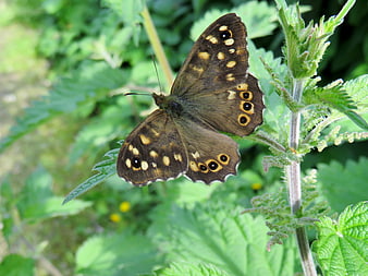 Brown butterfly with eye spots resting on green plant