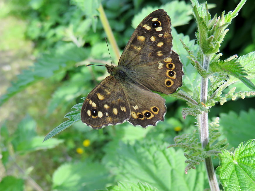 Brown butterfly with eye spots resting on green plant