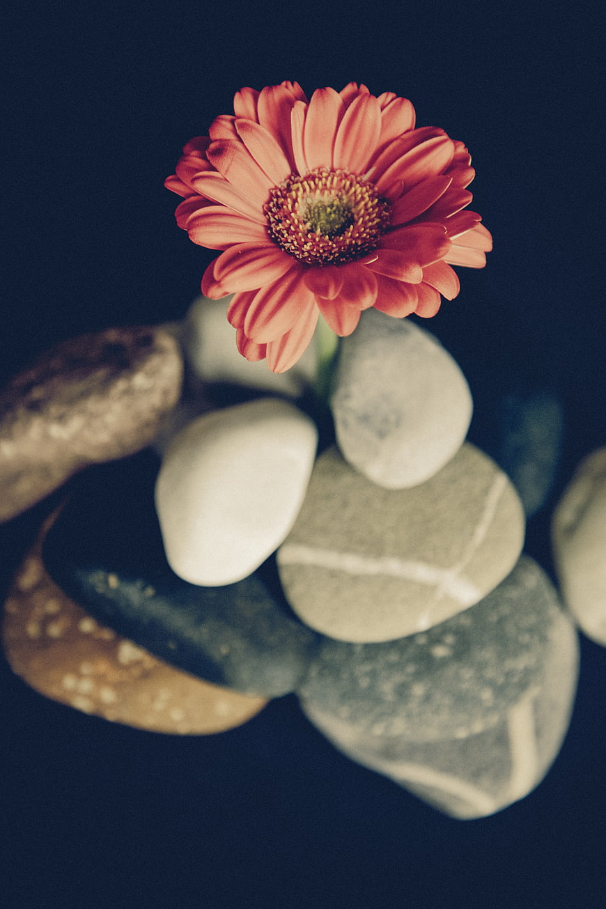 Pink Gerbera Daisy on Smooth Stones Dark Background