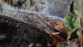 Macro close-up of fuzzy brown plant stem with green leaves