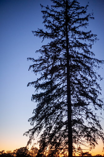 Silhouette of tall pine tree against sunset sky