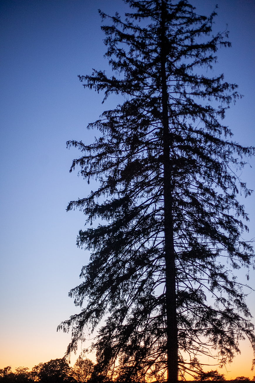 Silhouette of tall pine tree against sunset sky