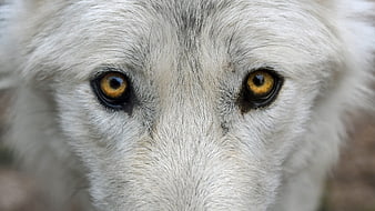 Close-up portrait of a white wolf with intense amber eyes