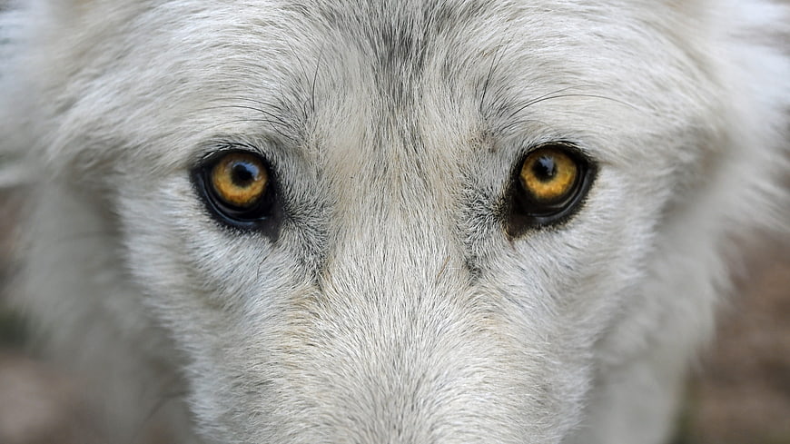 Close-up portrait of a white wolf with intense amber eyes