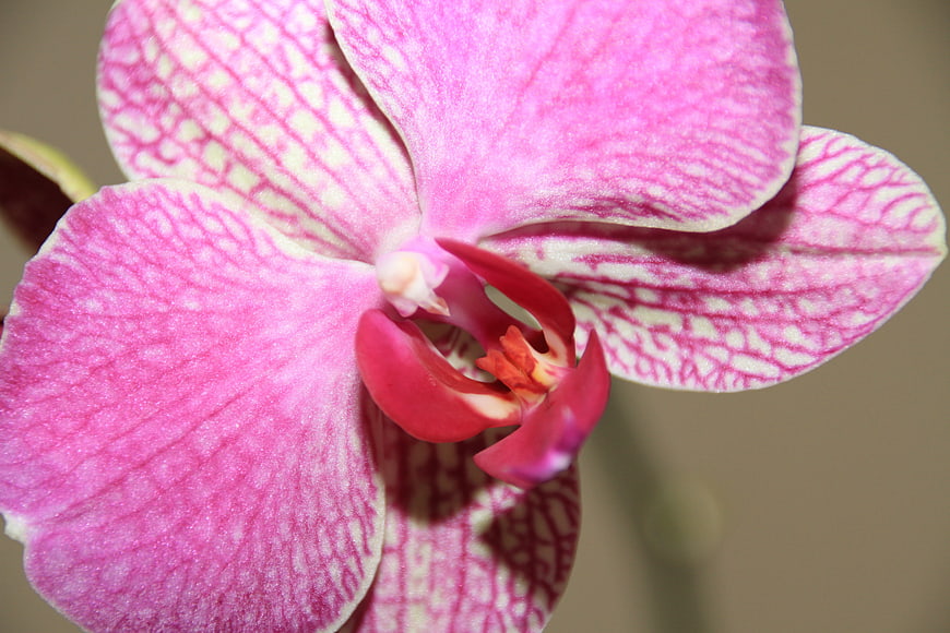 Close-up of Pink and White Phalaenopsis Orchid