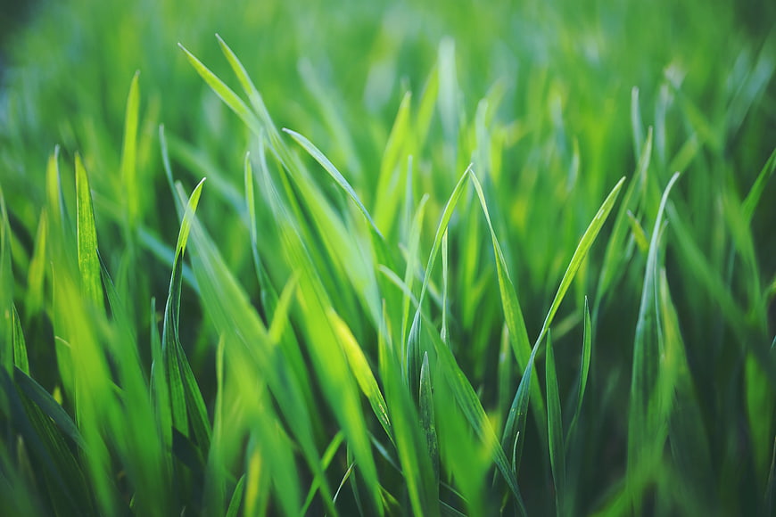 Close-up of vibrant green young grain blades in a field
