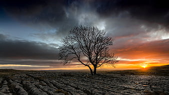 Solitary bare tree silhouette against dramatic sunset sky
