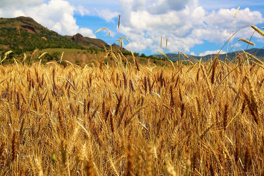 Golden Wheat Field with Rolling Hills and Blue Sky