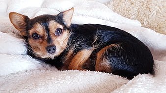 Cozy Black and Tan Chihuahua Puppy Resting on White Fluffy Blanket