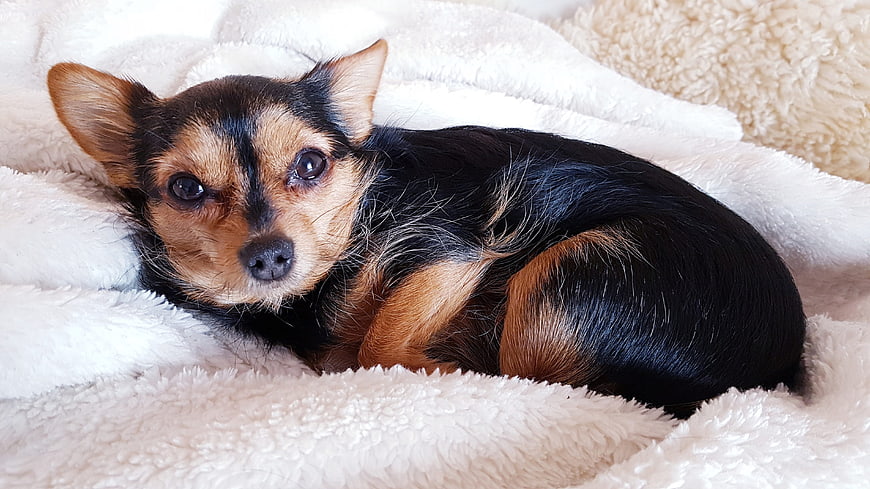 Cozy Black and Tan Chihuahua Puppy Resting on White Fluffy Blanket