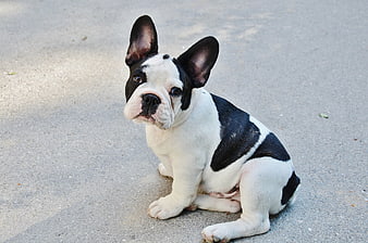 Black and white French bulldog puppy sitting on concrete pavement