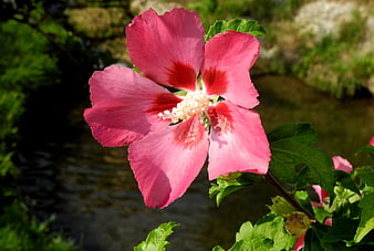 Vibrant Pink Hibiscus Flower in Garden