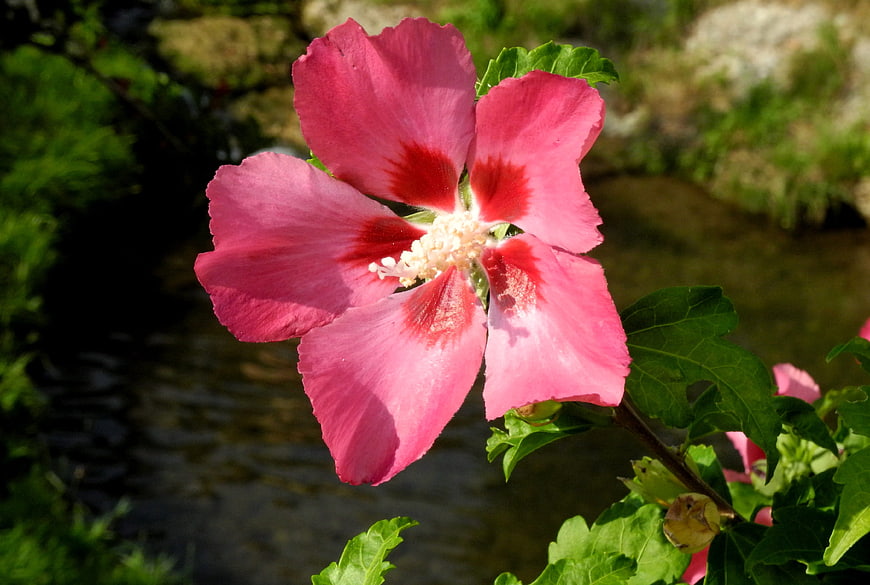 Vibrant Pink Hibiscus Flower in Garden