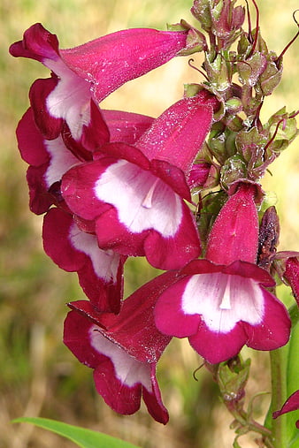 Close-up of vibrant pink and white Penstemon flowers