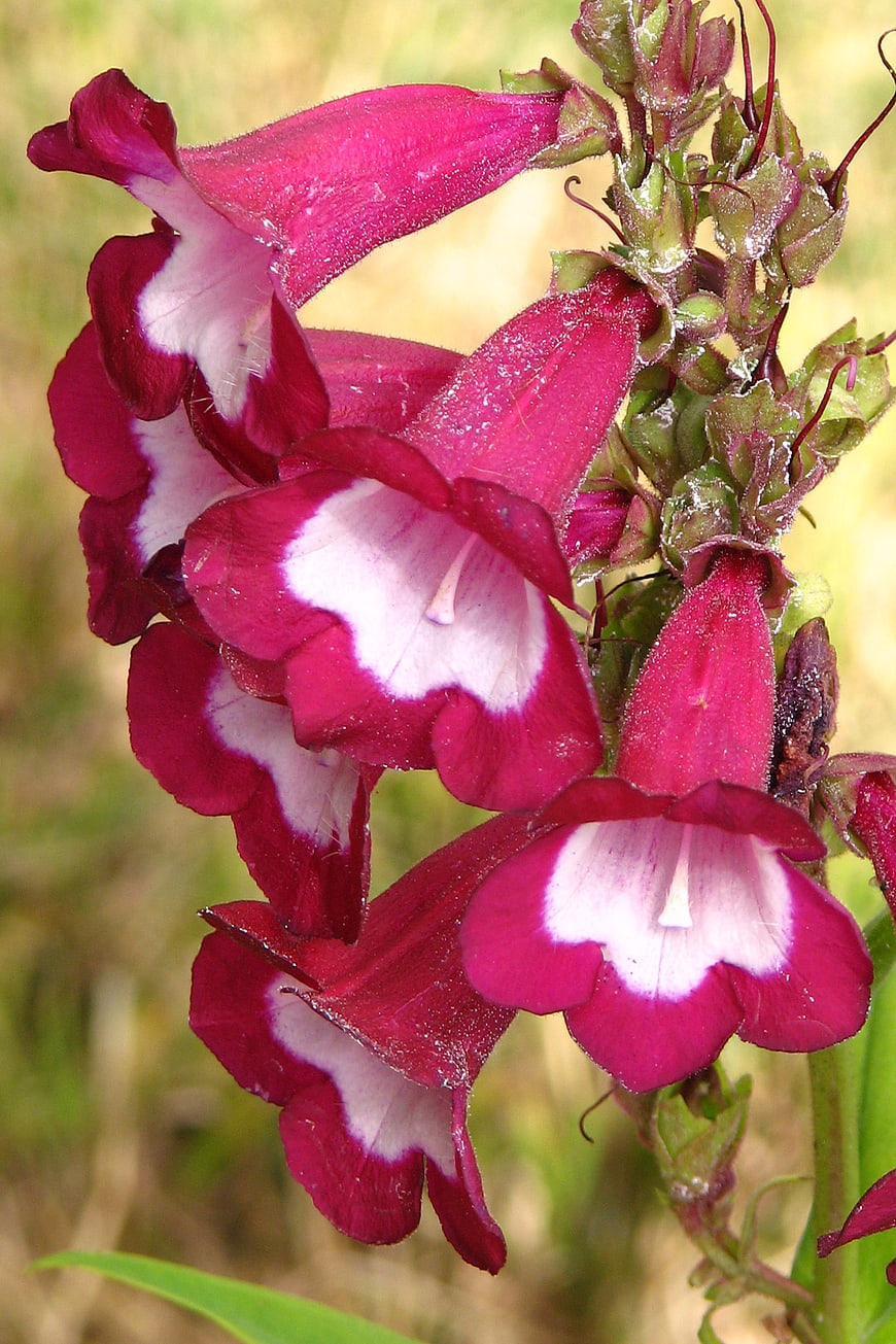 Close-up of vibrant pink and white Penstemon flowers
