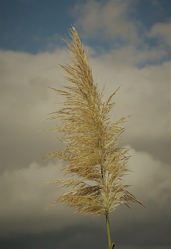Tall golden pampas grass swaying against cloudy sky