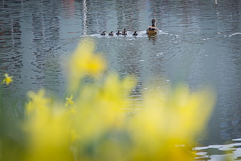Mother Duck and Ducklings Swimming Past Yellow Daffodils