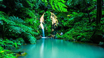 Serene Waterfall in Lush Azores Forest with Misty Pool