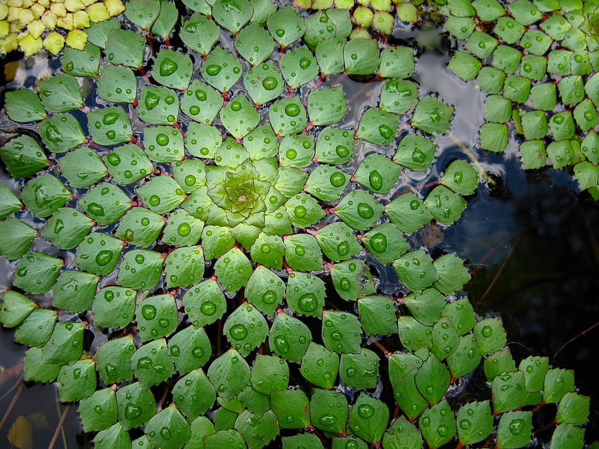 Close-up of green water lily leaves with raindrops