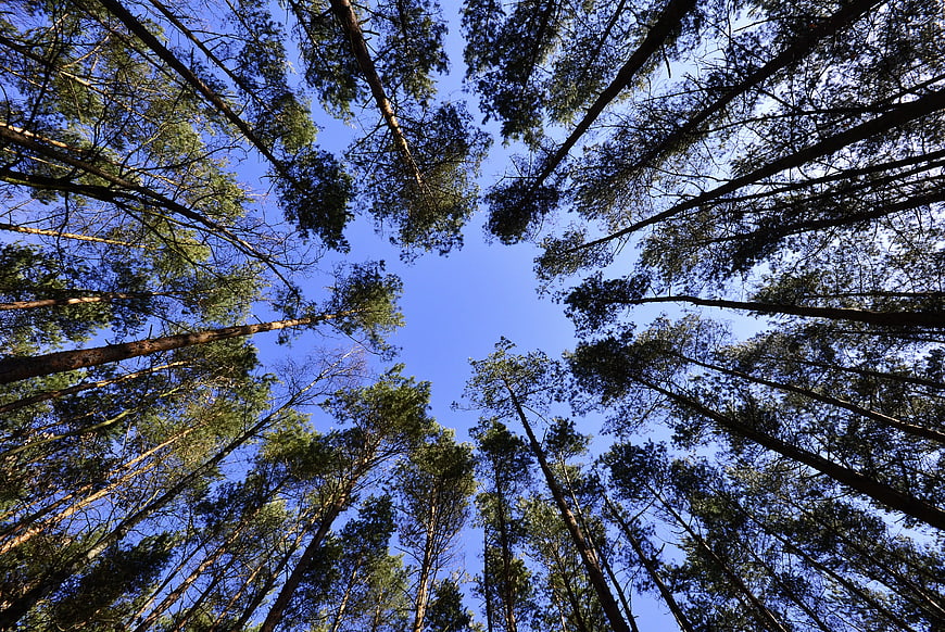 Worms eye view of tall pine trees against blue sky