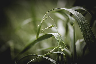Close-up of green grass blades with rain droplets