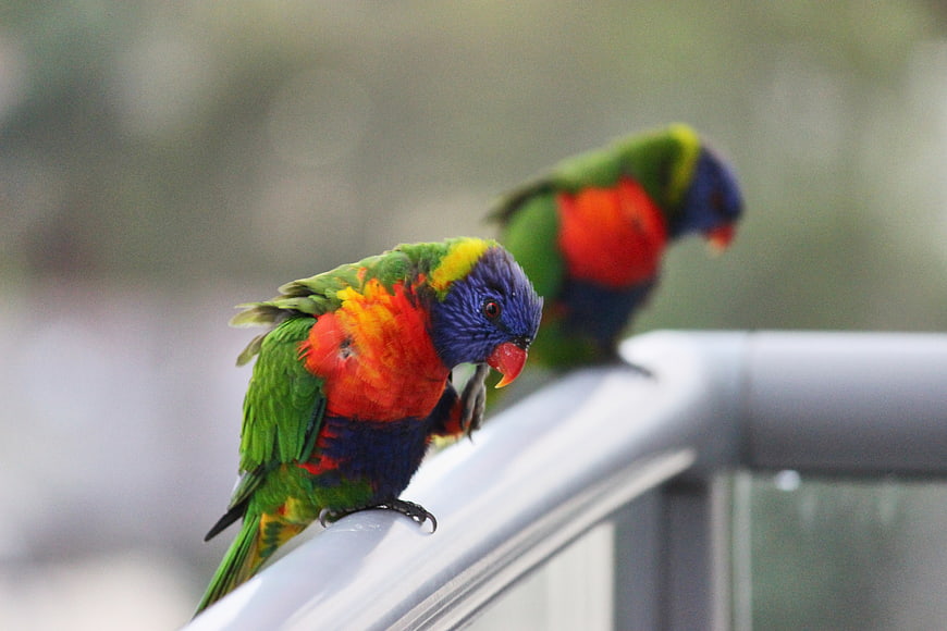 Rainbow Lorikeets Perched on Railing