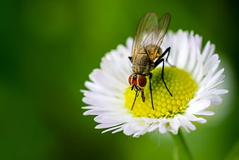 Close-up of a fly on a white daisy flower