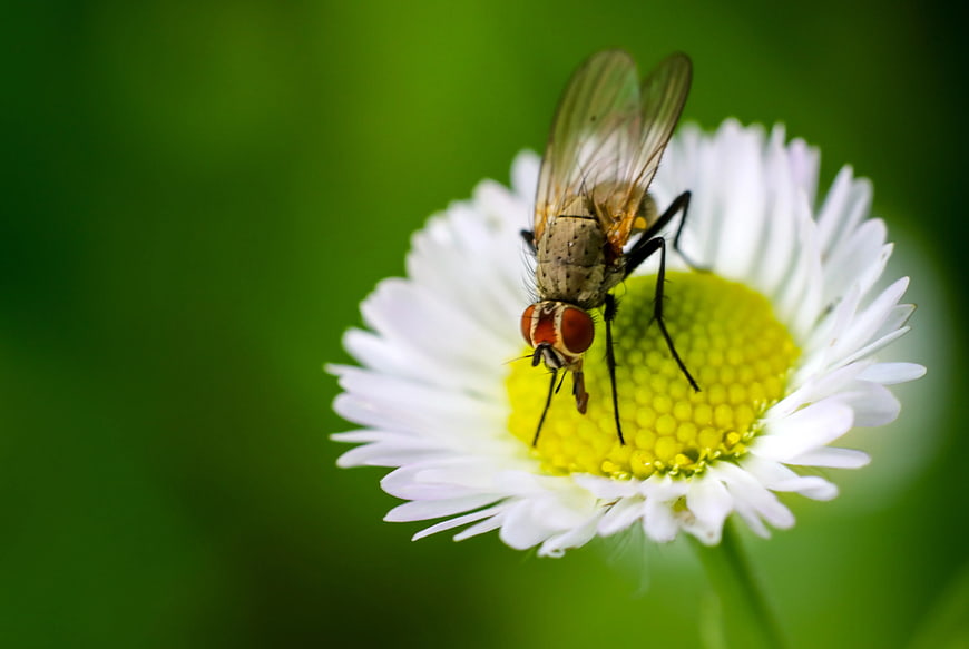 Close-up of a fly on a white daisy flower