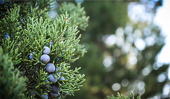Close-up of Juniper Berries on Green Branch