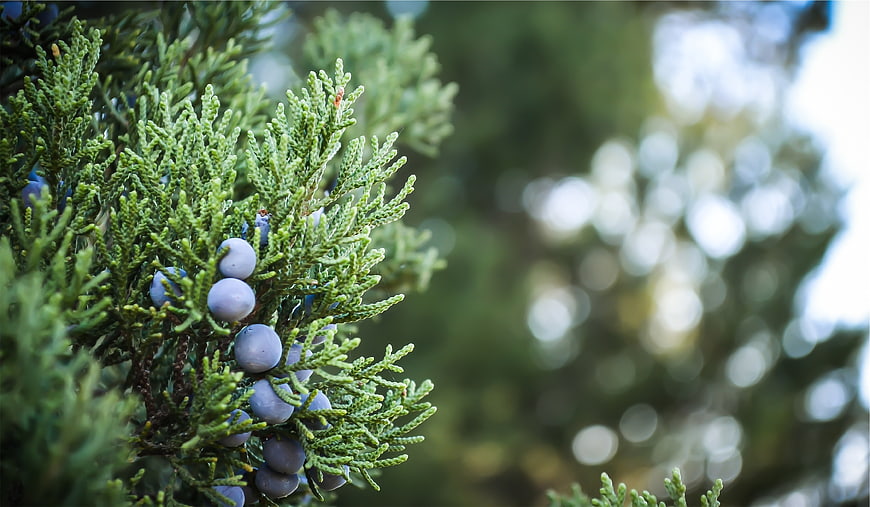 Close-up of Juniper Berries on Green Branch