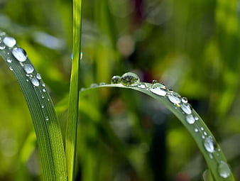 Close-up of dewdrops on green grass blades in nature