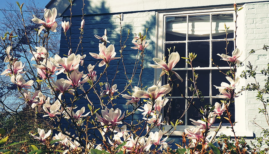 Pink Magnolia Blossoms in Front of Blue House Window