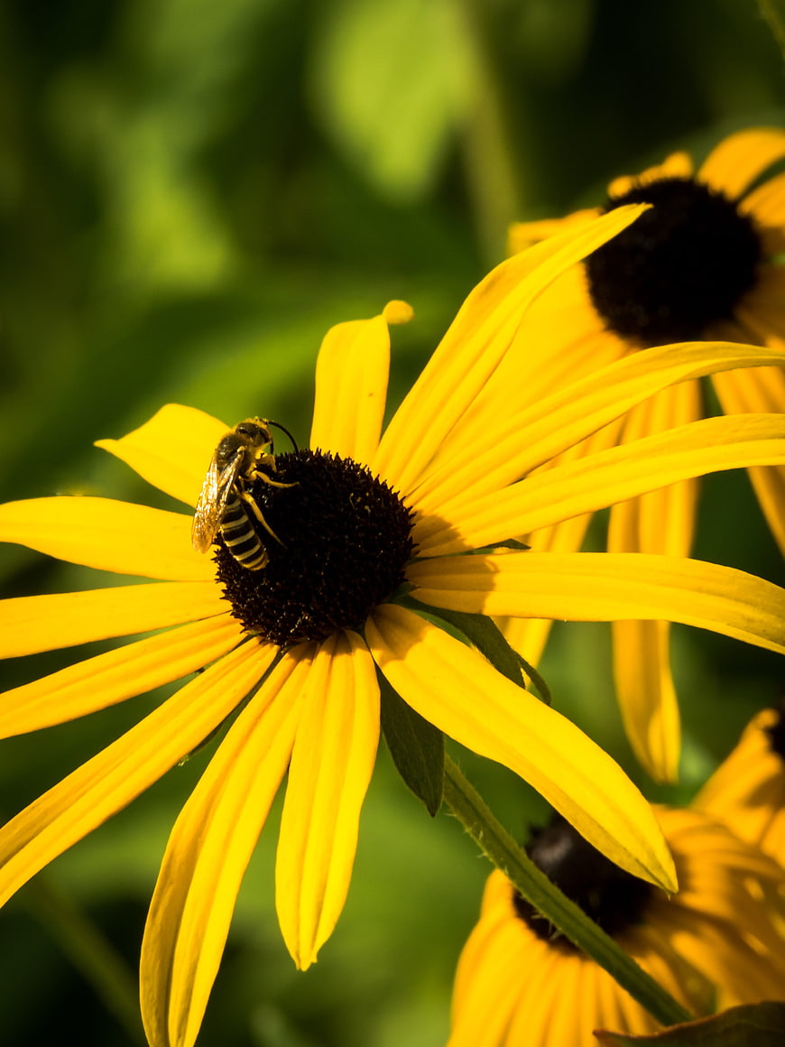 Honeybee Pollinating Yellow Black-Eyed Susan Flower