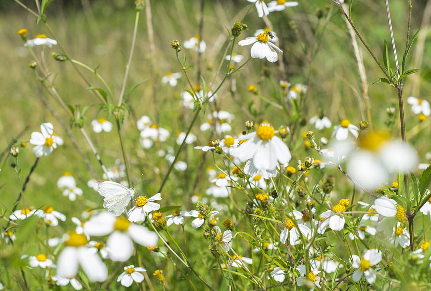 White Butterfly on Wild Daisy Flowers in Summer Field
