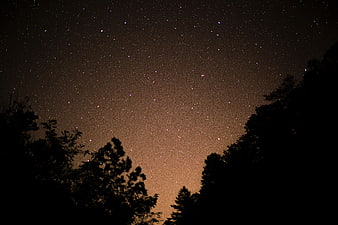 Starry night sky with tree silhouettes