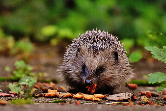 Cute Hedgehog Eating Food in Garden