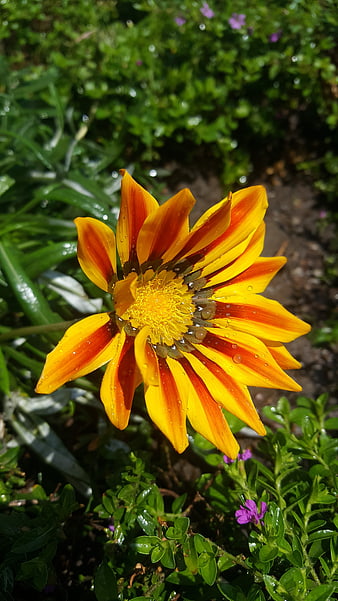 Vibrant Yellow and Red Gazania Flower with Water Droplets